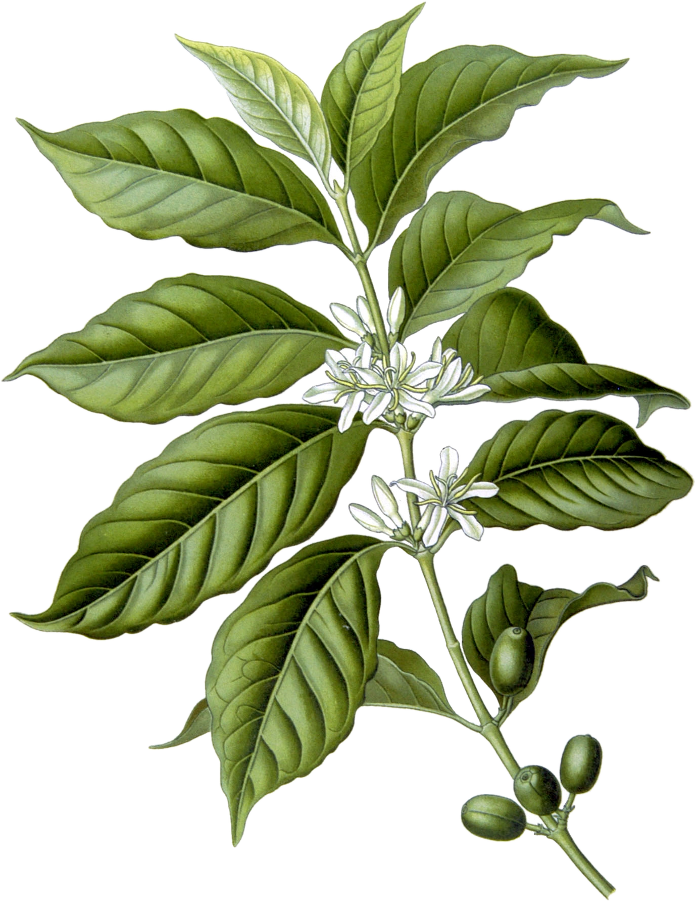 Coffea arabica botanical illustration